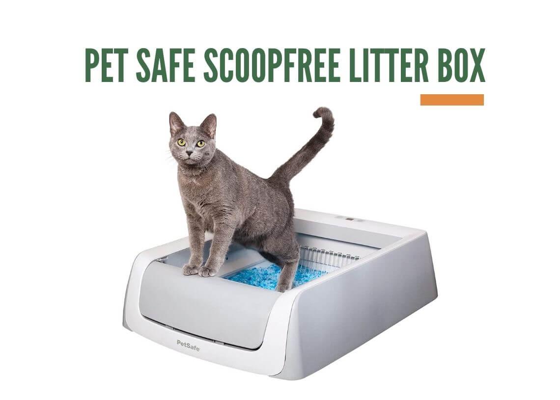 Read more about the article Pet Safe Scoopfree Litter Box | Automatic Self Cleaning Cat Litter Box
