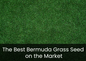 Read more about the article The Best Bermuda Grass Seed on the Market