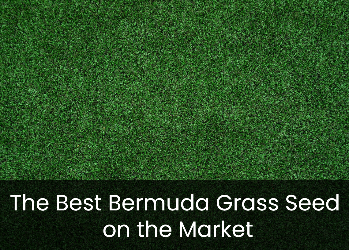 You are currently viewing The Best Bermuda Grass Seed on the Market