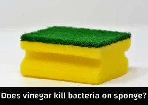 Read more about the article Does vinegar kill bacteria on sponge?