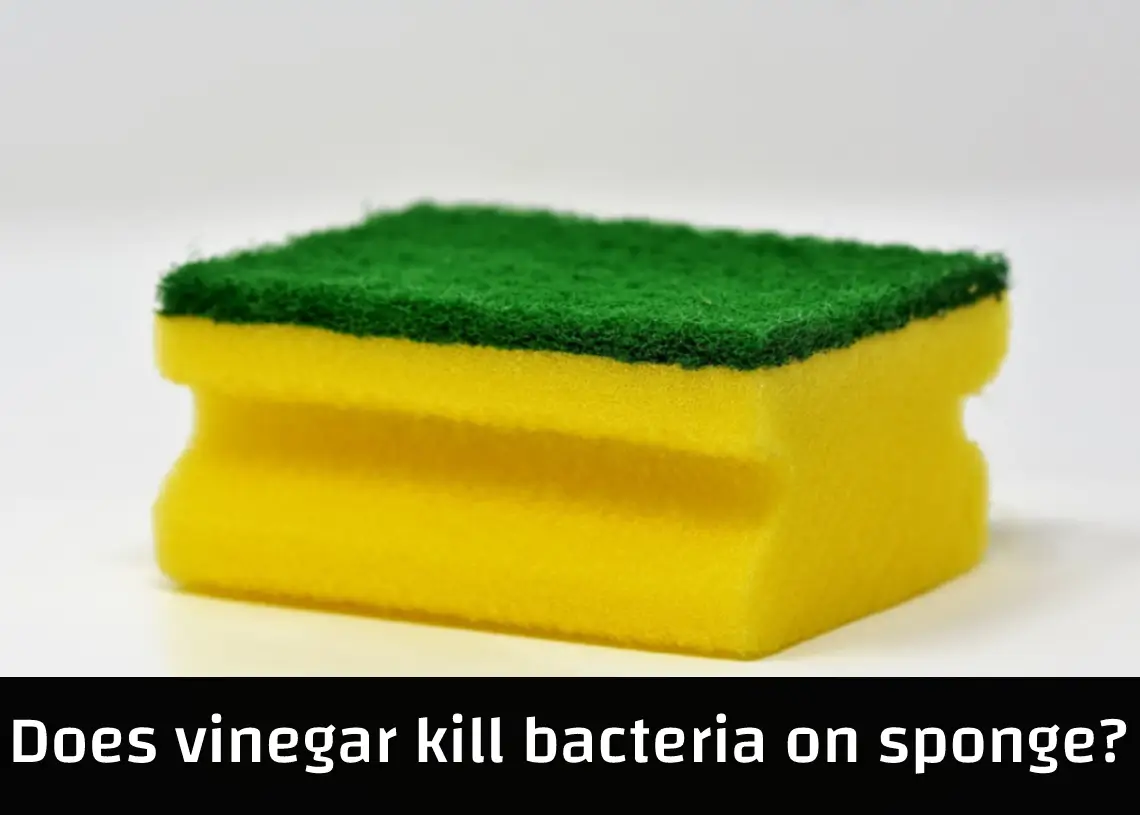 Read more about the article Does vinegar kill bacteria on sponge?