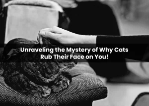 Read more about the article Unraveling the Mystery of Why Cats Rub Their Face on You!